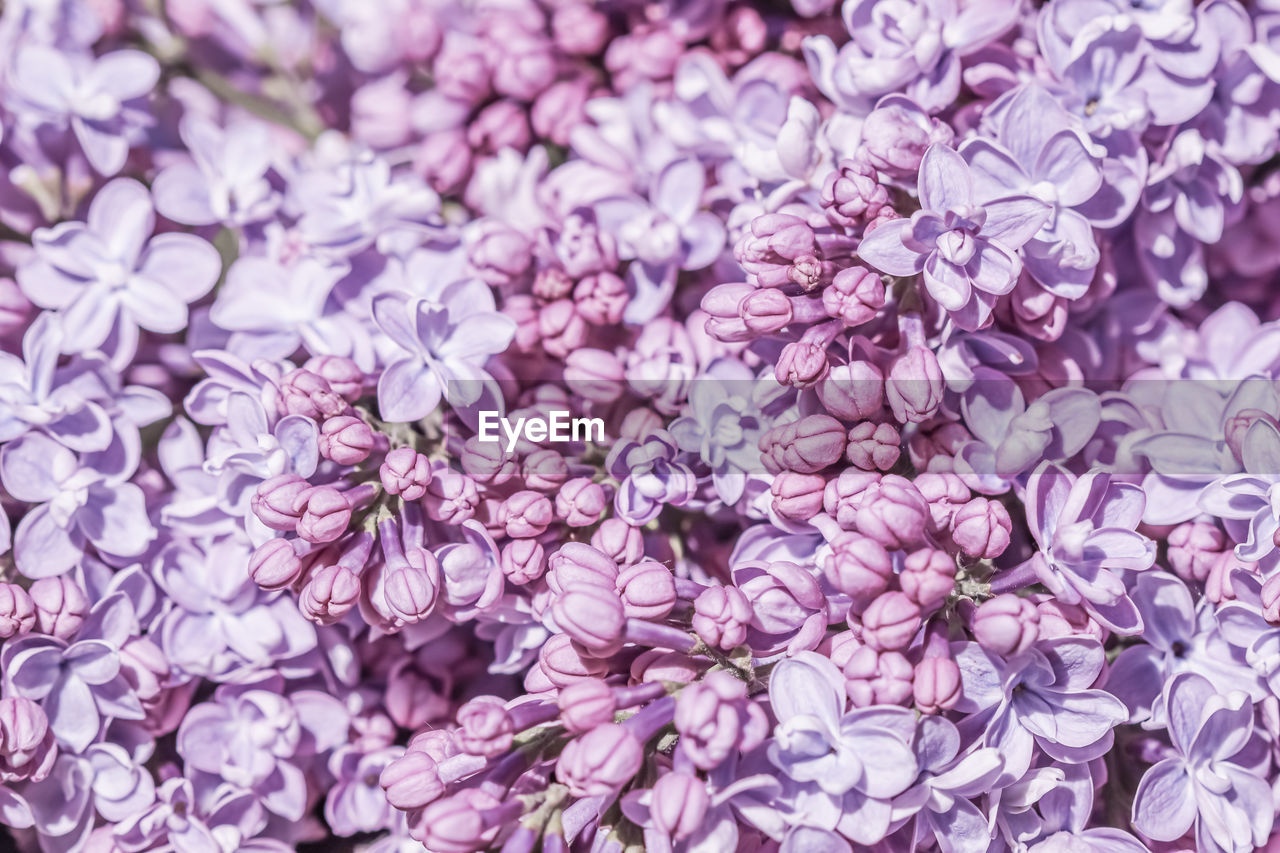 lilac, flower, purple, plant, flowering plant, beauty in nature, backgrounds, full frame, freshness, lavender, petal, blossom, close-up, nature, no people, fragility, pink, growth, flower head, inflorescence, violet, abundance, springtime, outdoors, branch