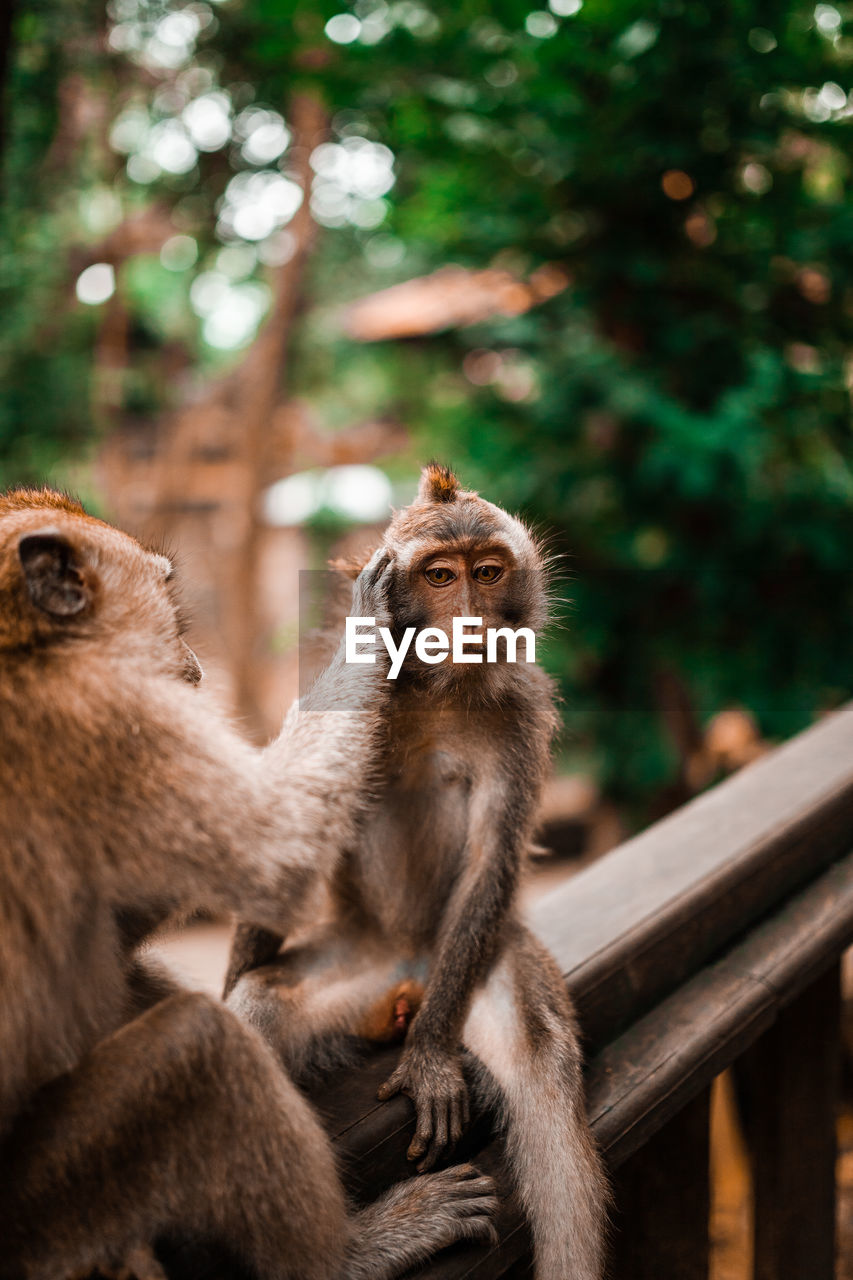 Two young monkeys grooming each other