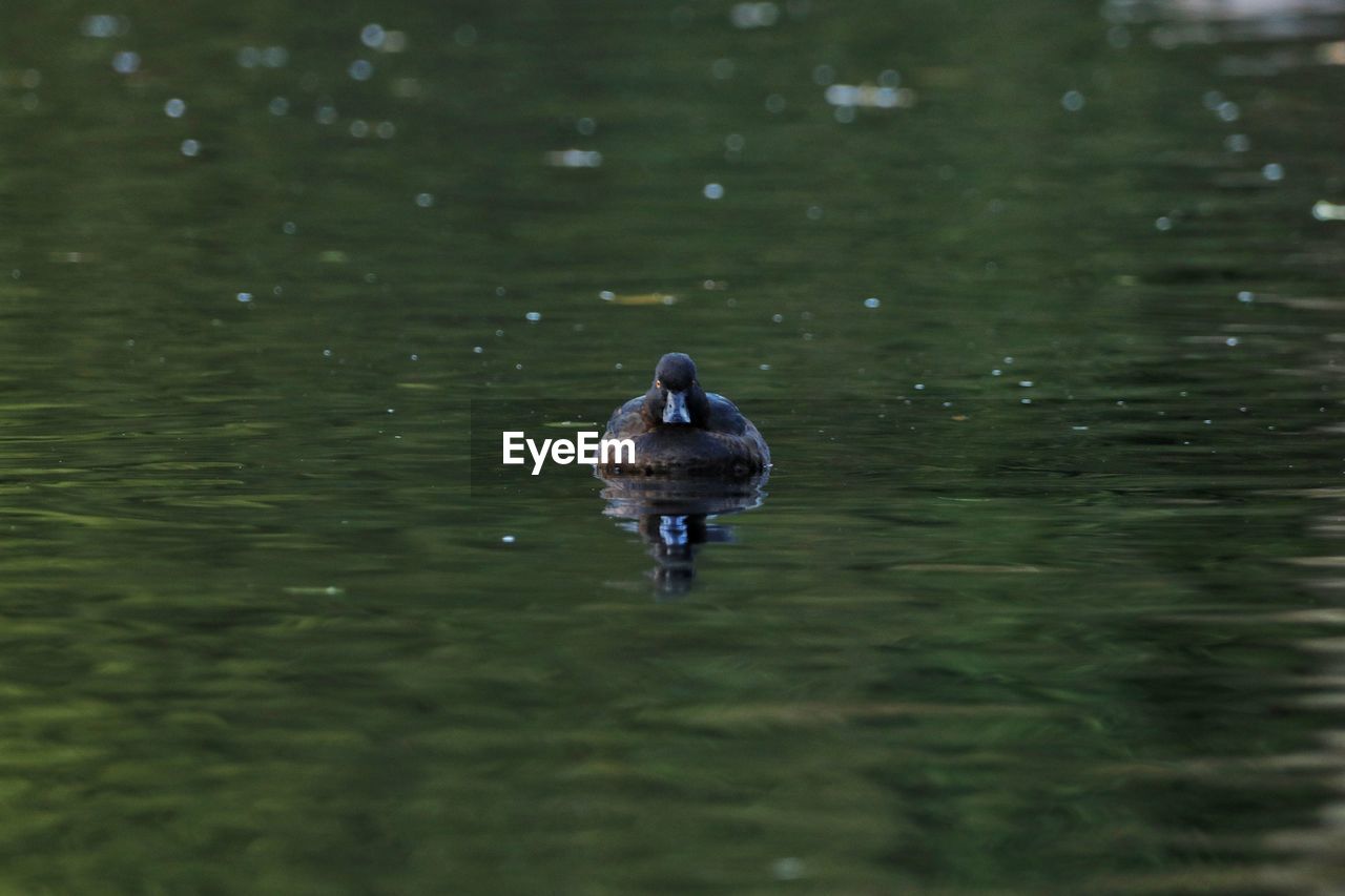 Full length of a duck swimming in lake