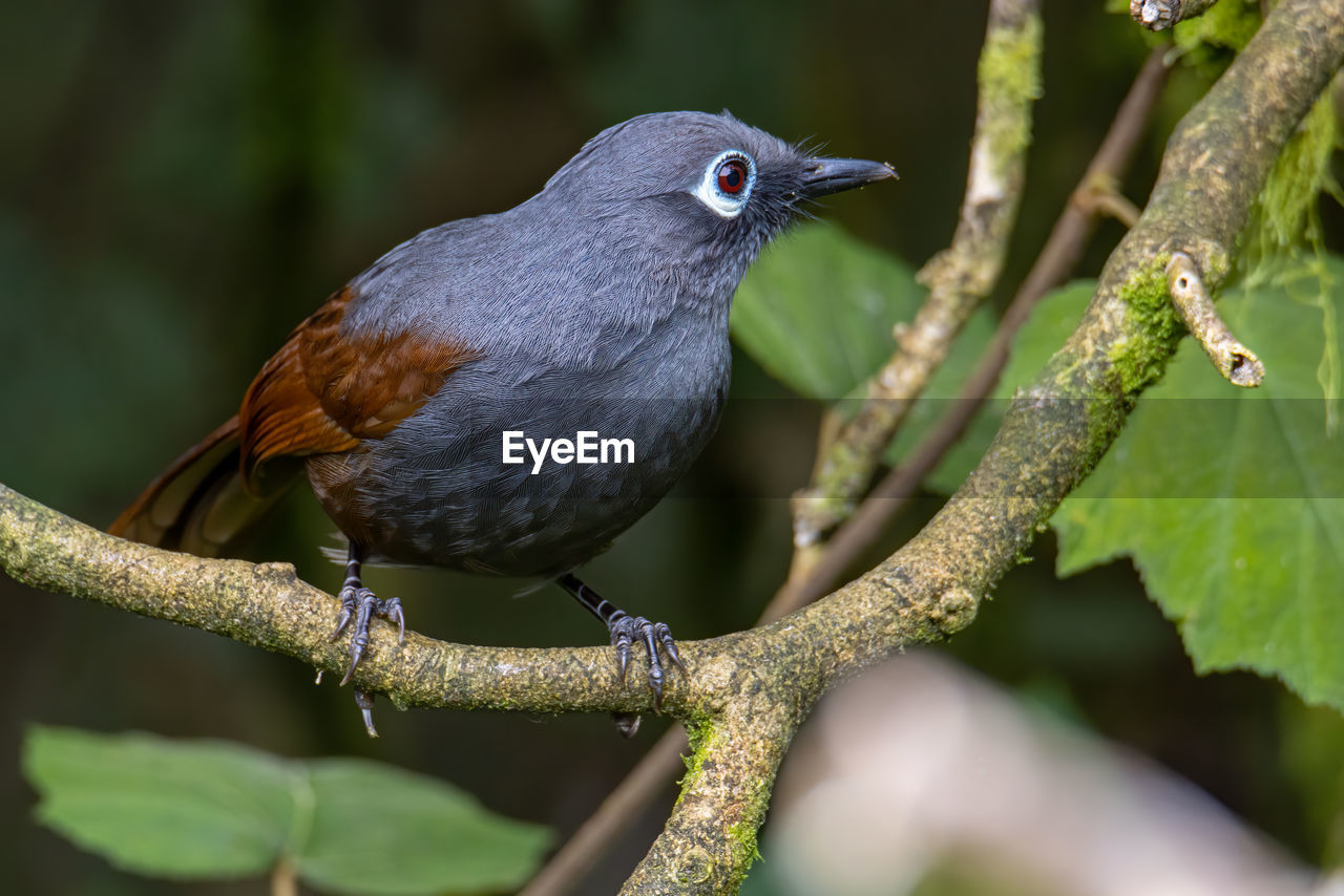 Sunda laughingthrush garrulax palliatus is a species of birds at tropical moist montane forests.