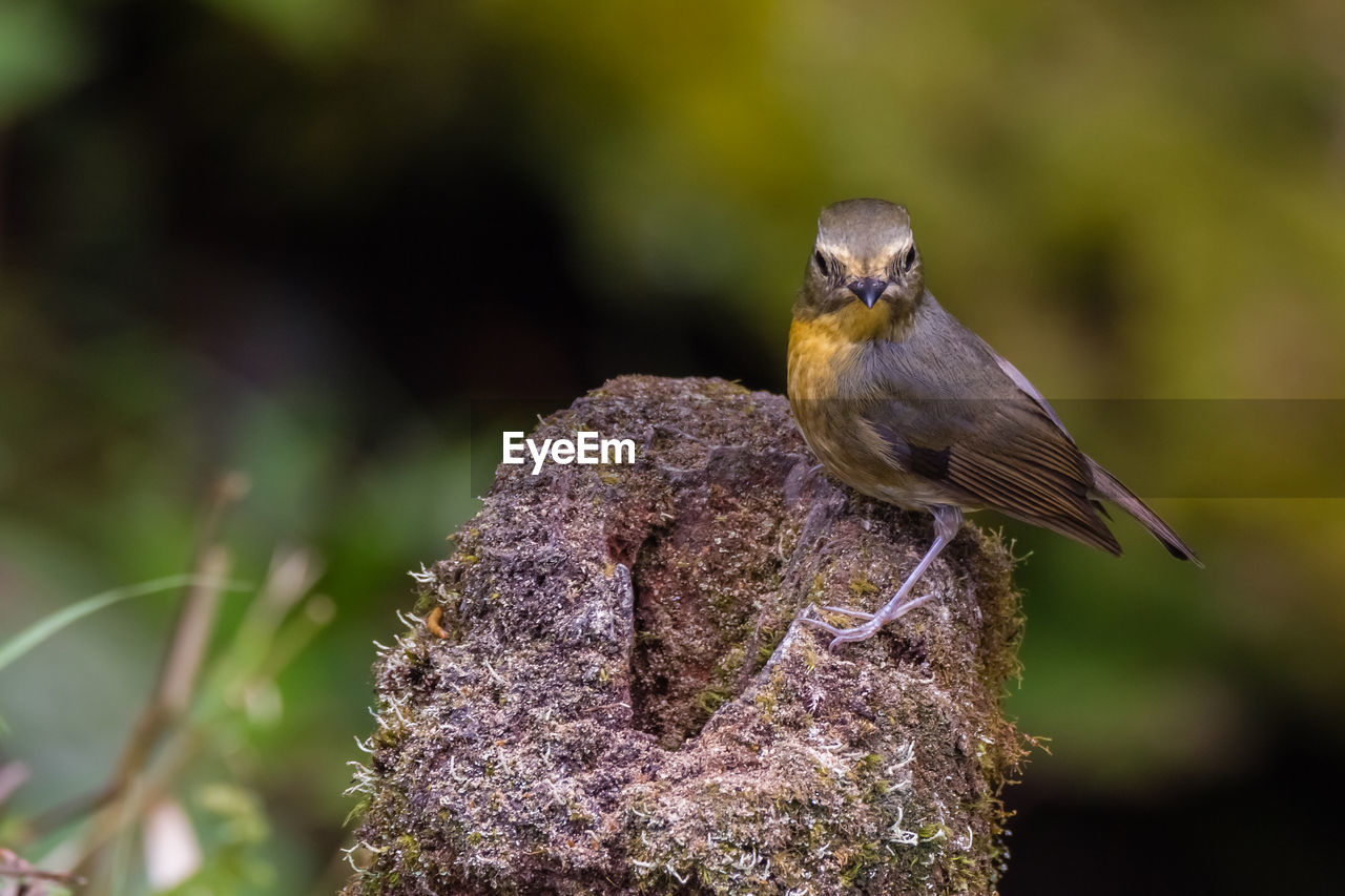 CLOSE-UP OF BIRD PERCHING ON PLANT