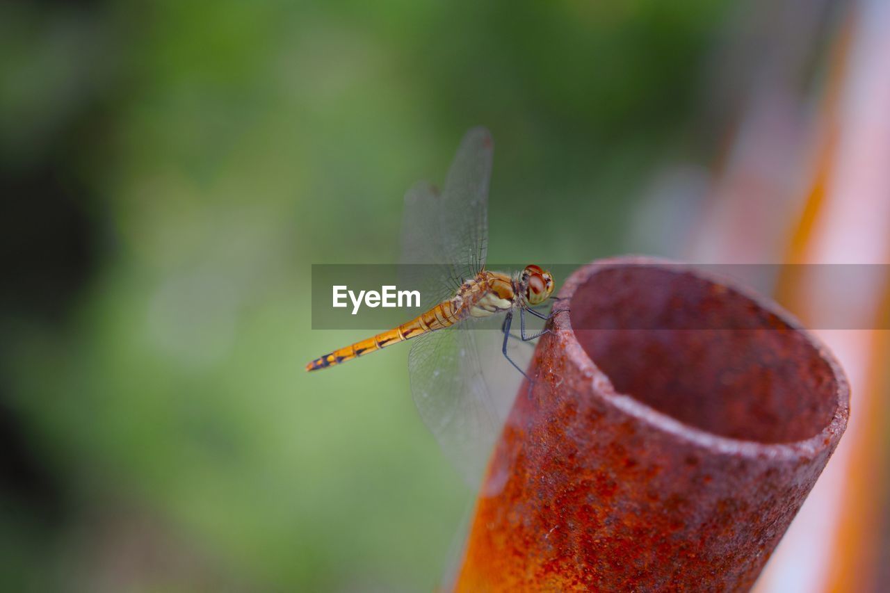 Close-up of insect on leaf