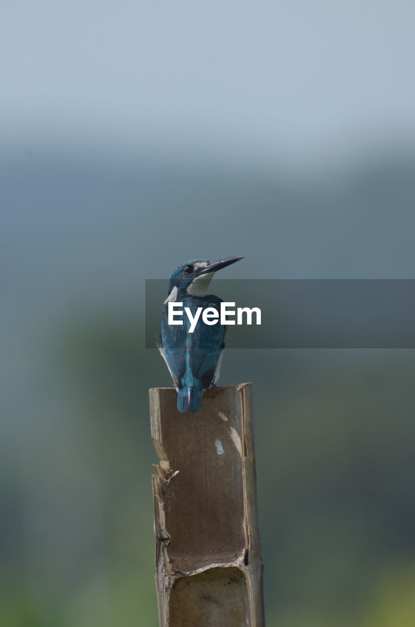 Close-up of bird perching on wooden post , small blue kingfisher