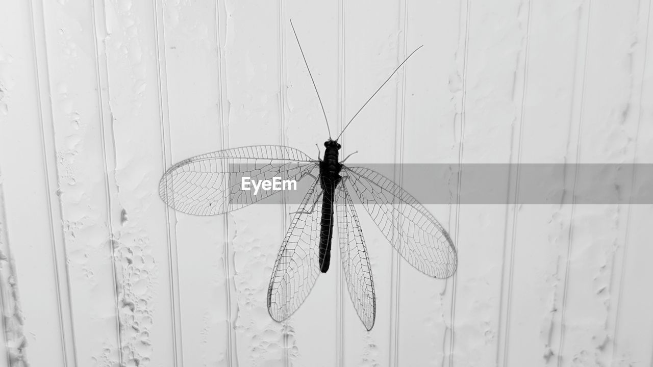 CLOSE-UP OF DRAGONFLY ON GLASS