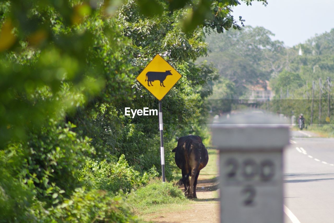 Rear view of water buffalo walking on road beside sign