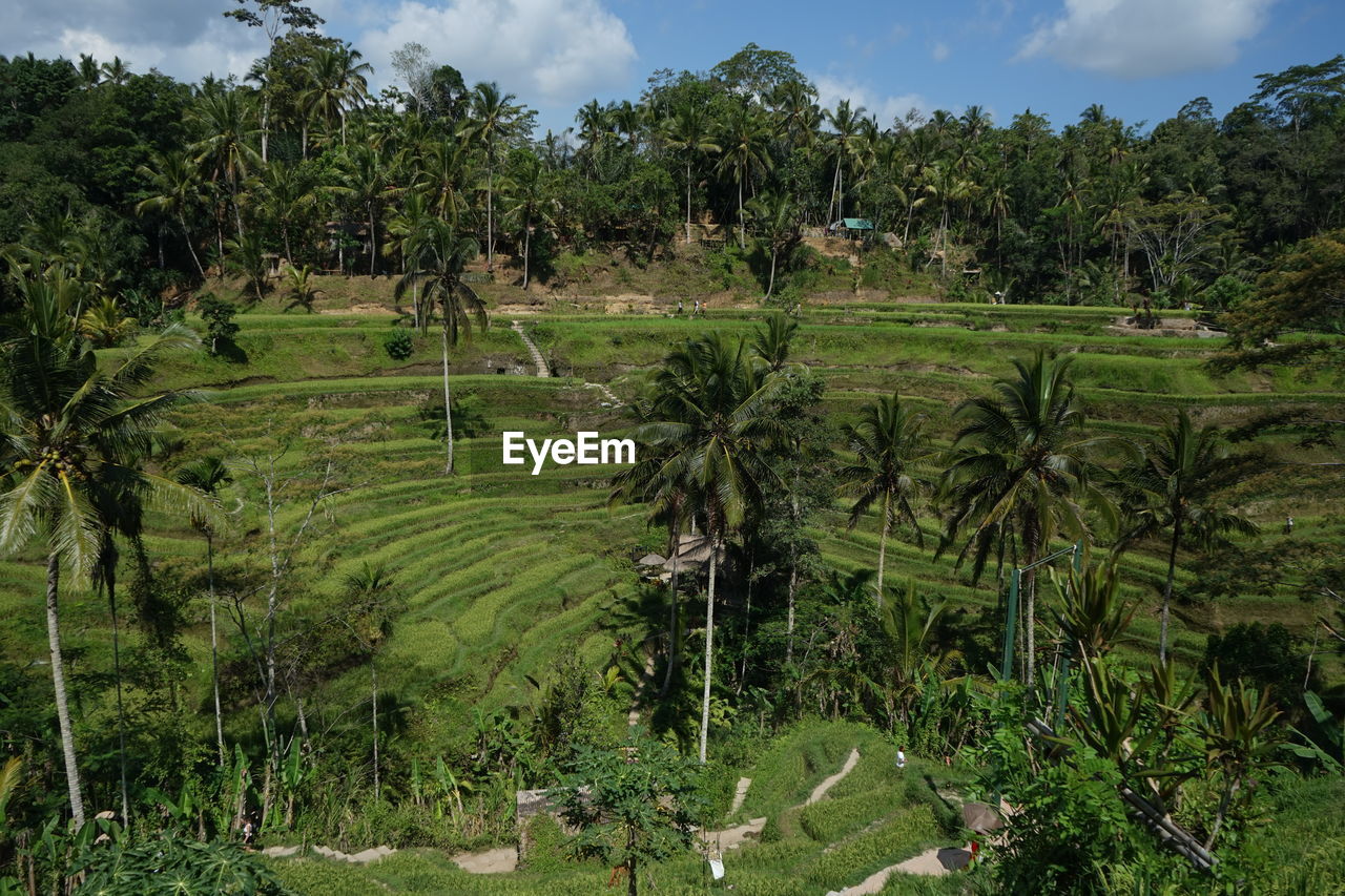 Scenic view of palm trees on field against sky