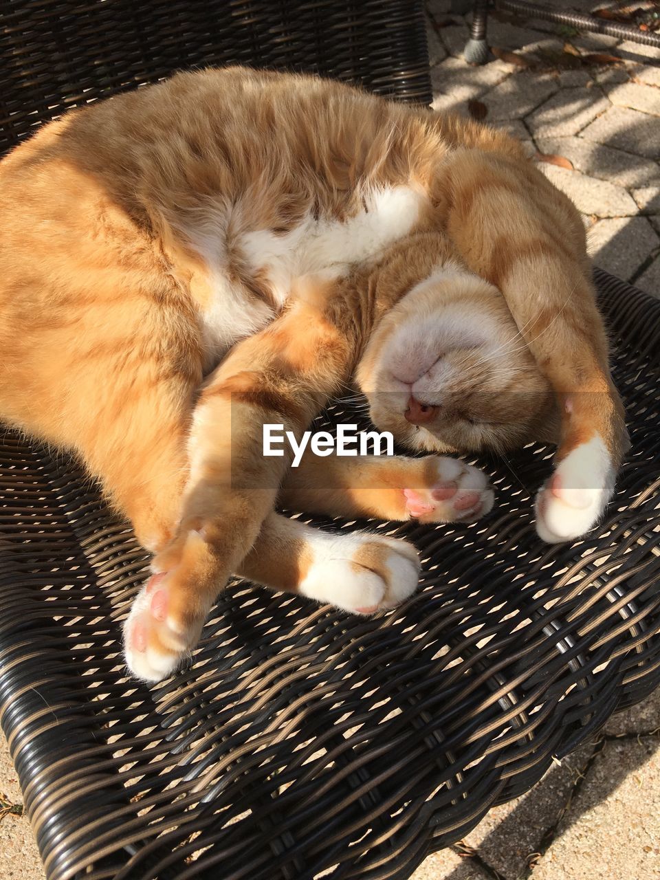 CLOSE-UP OF GINGER CAT SLEEPING