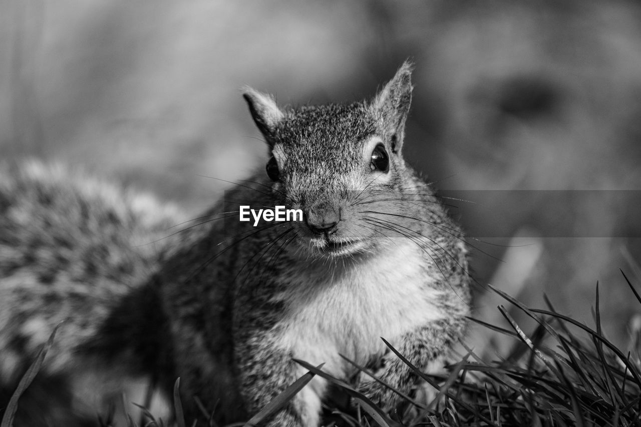 Close-up of squirrel