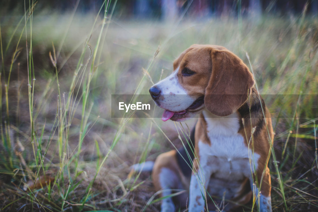 DOG LOOKING AWAY