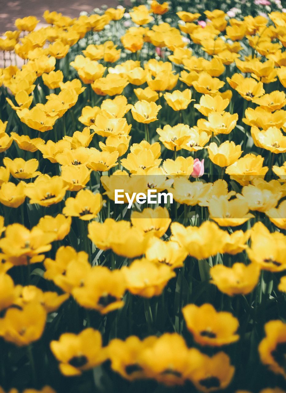 FULL FRAME SHOT OF FRESH YELLOW FLOWERS BLOOMING IN PARK