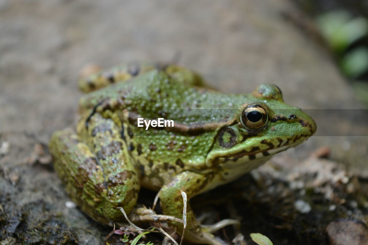 Close-up of alert frog