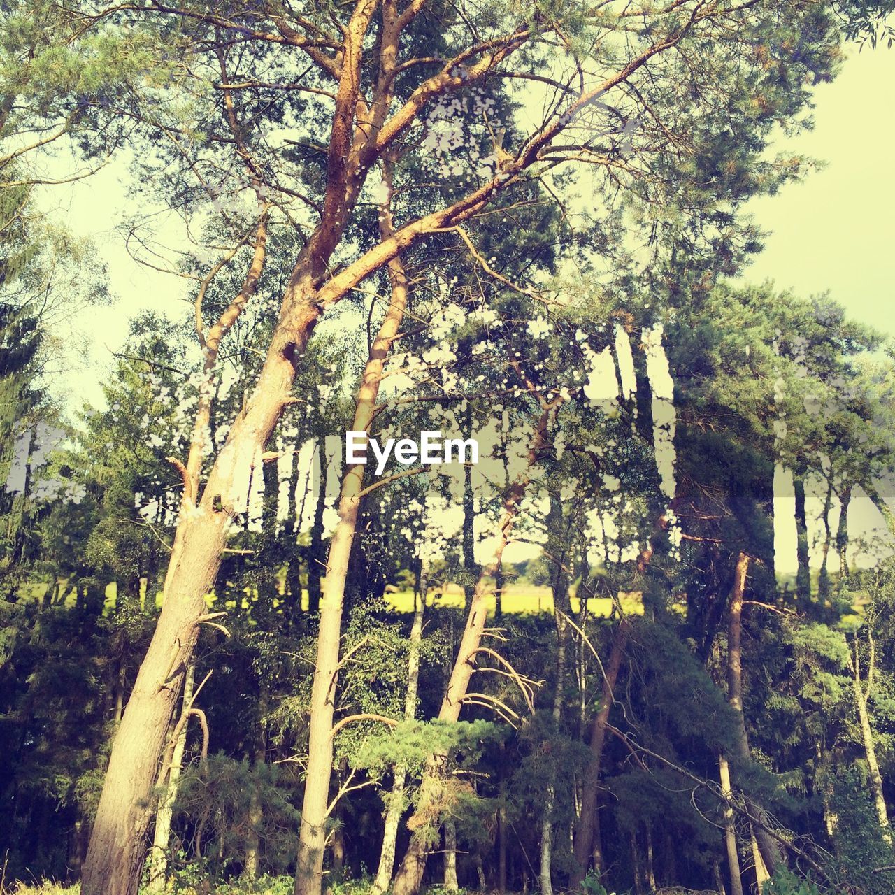 LOW ANGLE VIEW OF TREES AGAINST SKY
