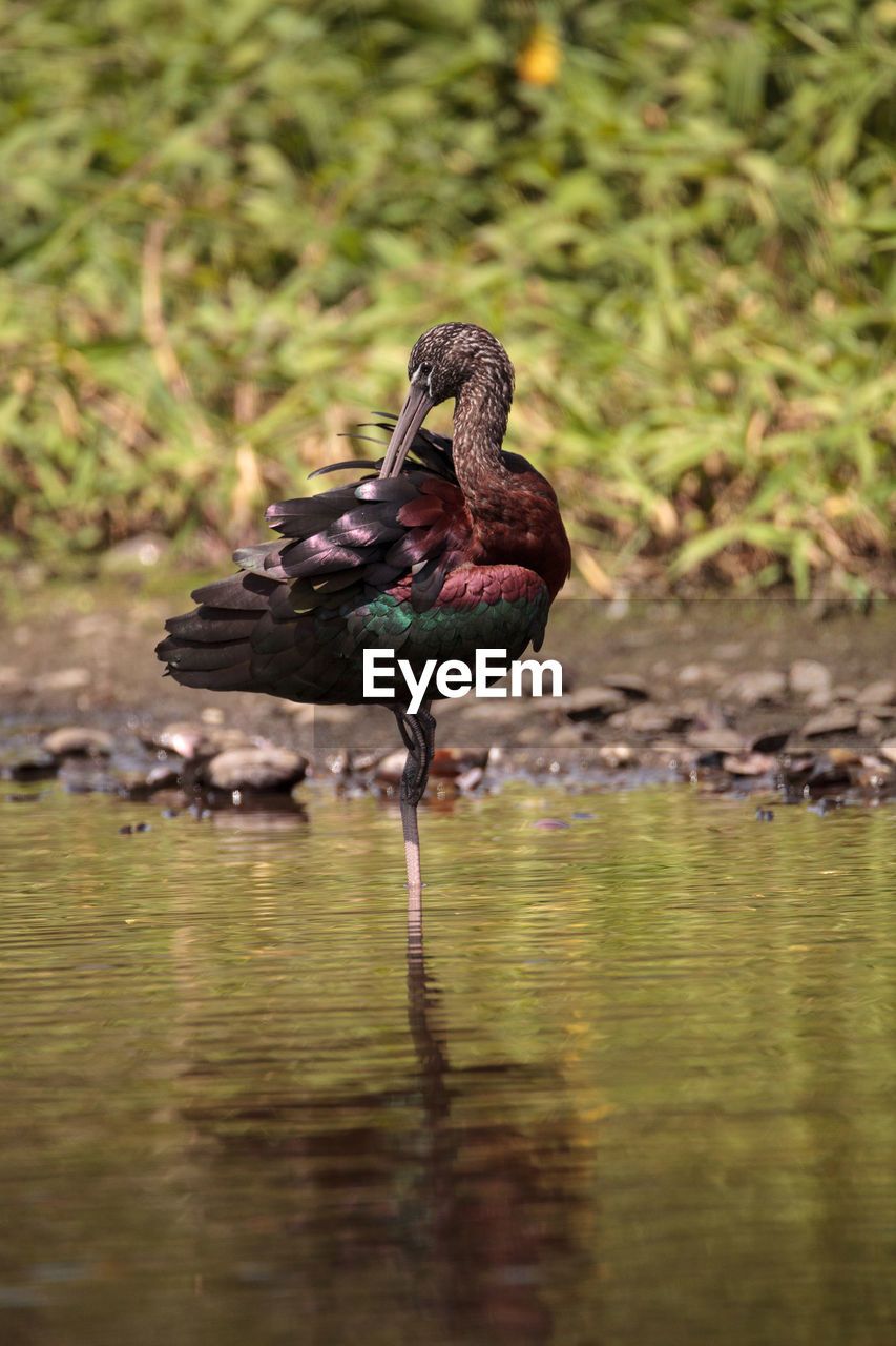 Glossy ibis plegadis falcinellus wades through a marsh and forages for food in the myakka river 