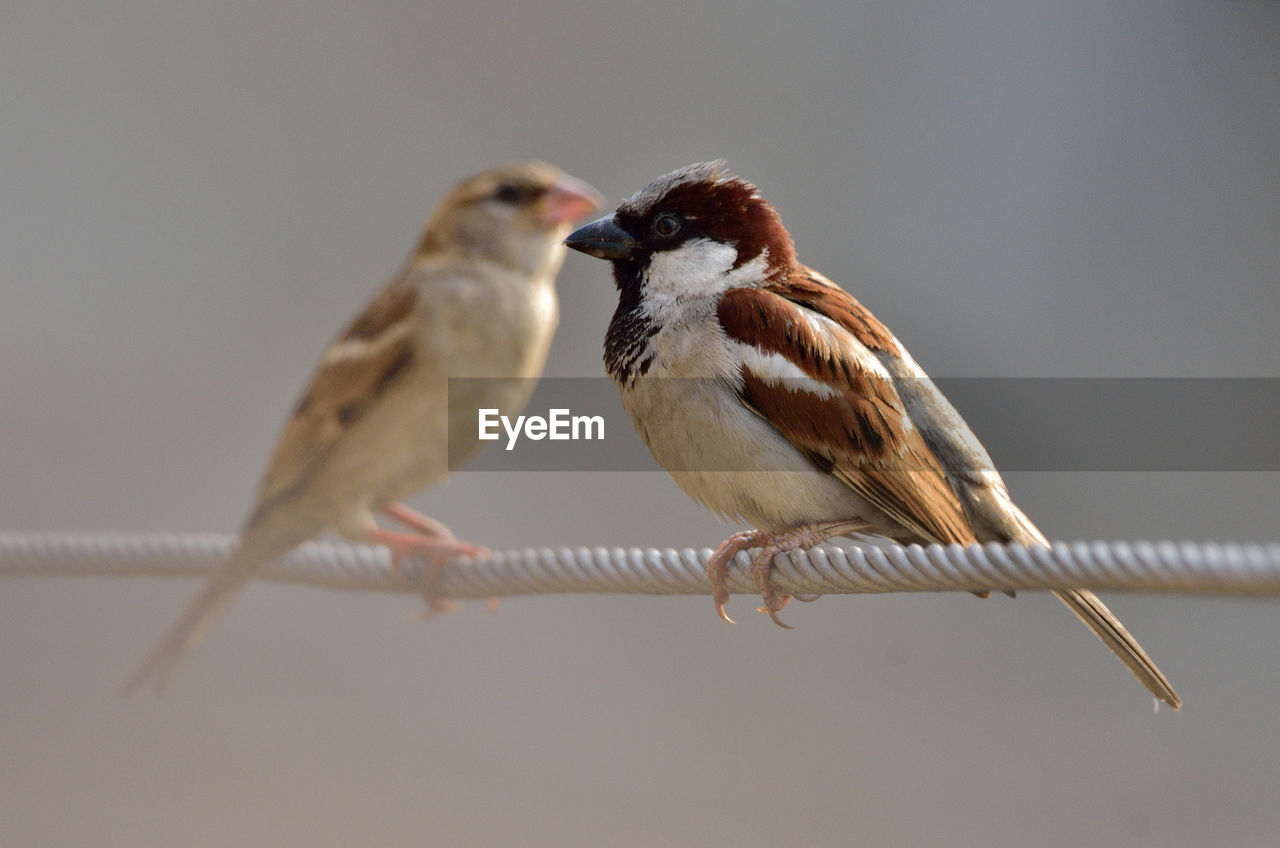 BIRD PERCHING ON TWIG