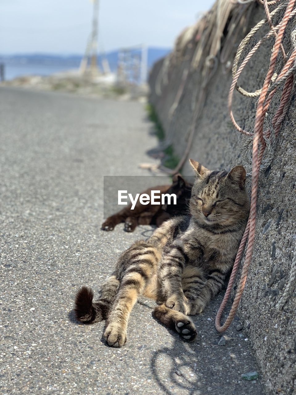 CAT LYING ON A FLOOR