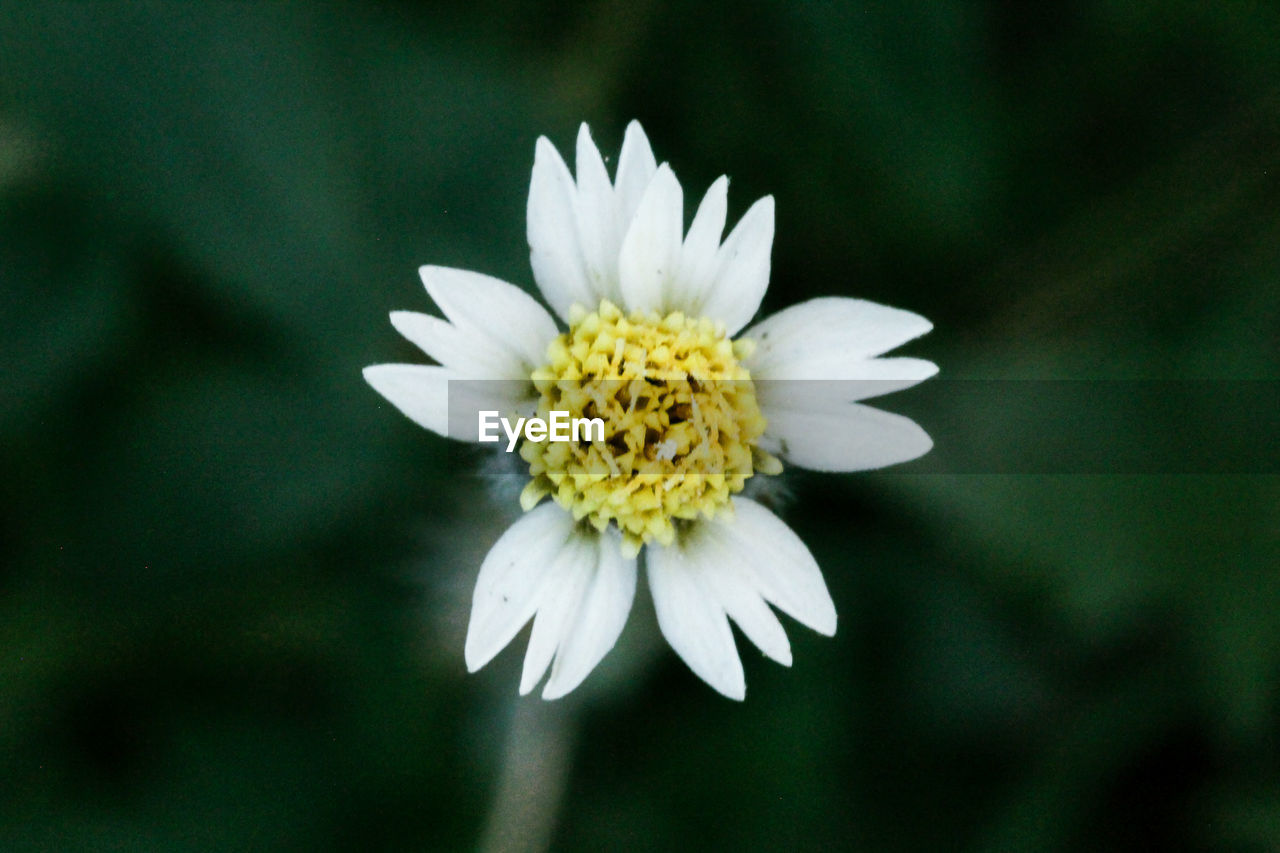Close-up of white daisy flower