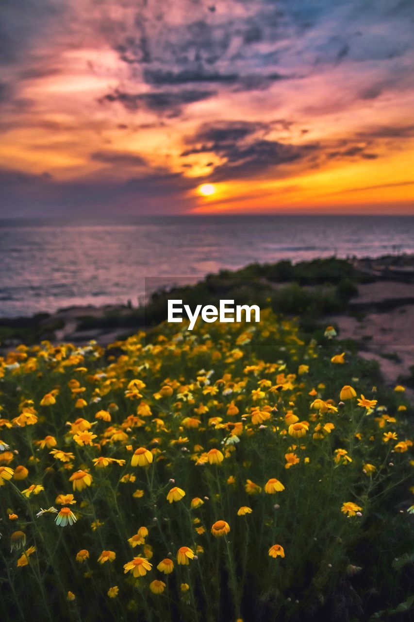 Scenic view of sea and yellow flowers against sky during sunset