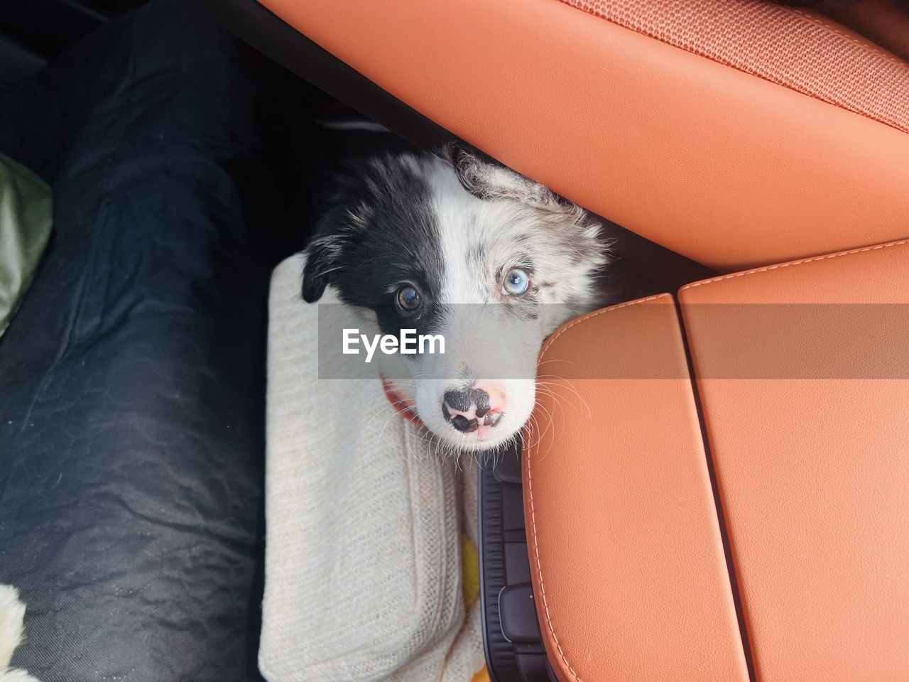 one animal, pet, domestic animals, mammal, animal themes, animal, dog, canine, portrait, looking at camera, animal body part, indoors, no people, cute, looking, puppy, young animal, relaxation