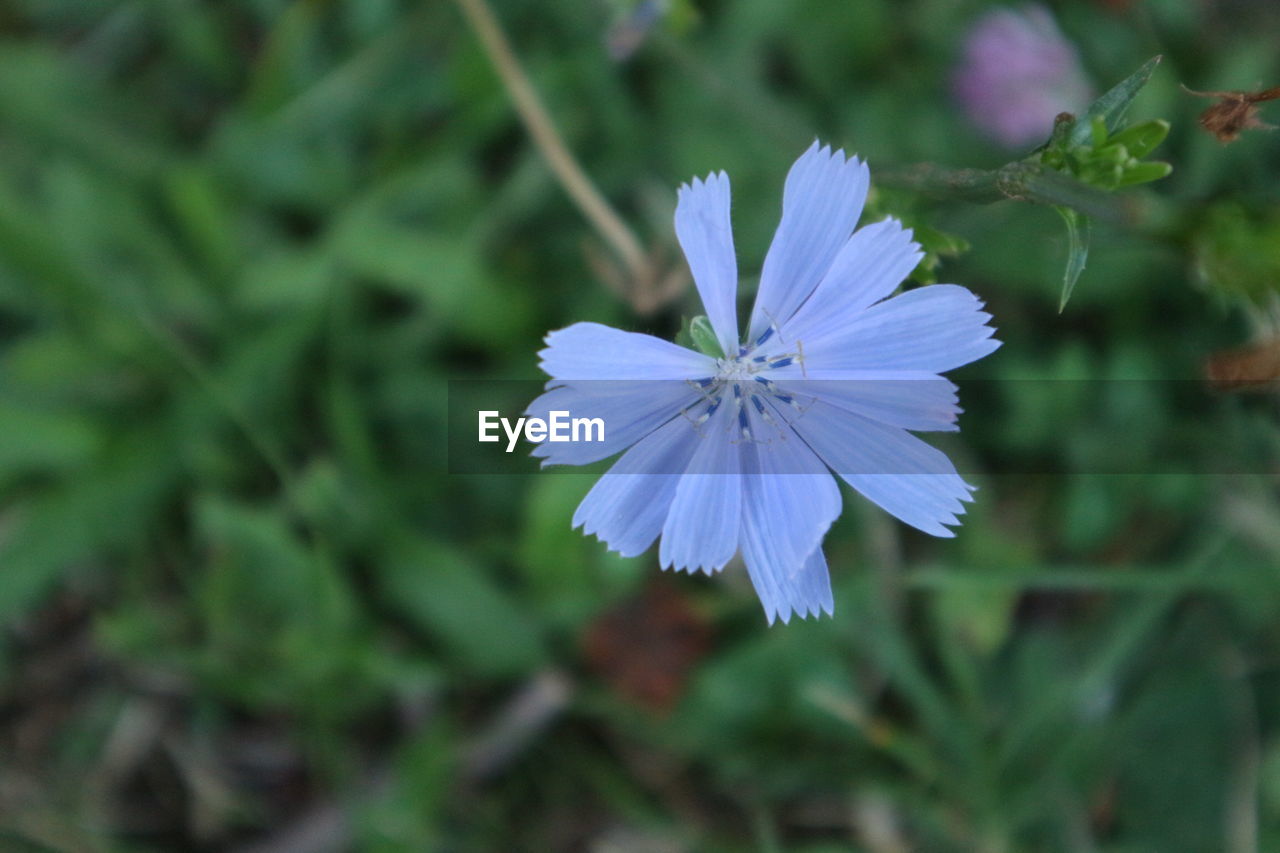 Directly above shot of blue flower blooming outdoors