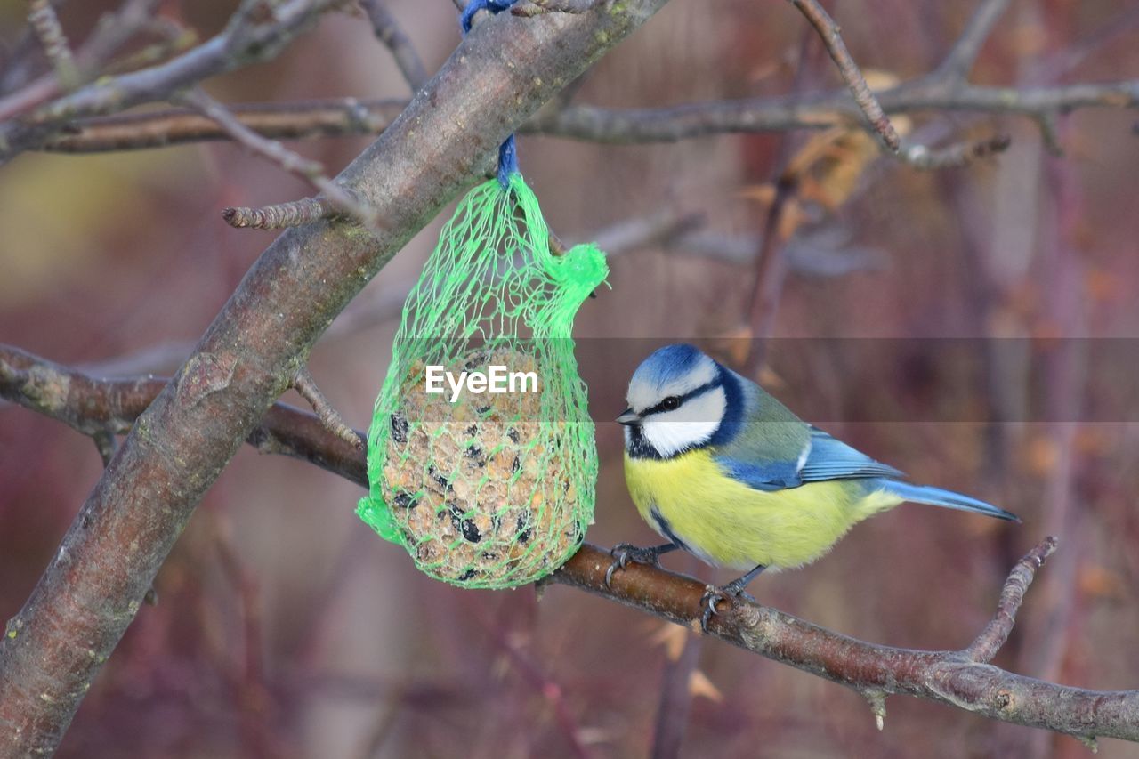 BIRD PERCHING ON A BRANCH