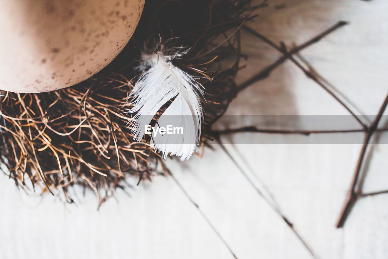 High angle view of feather by egg in bird nest