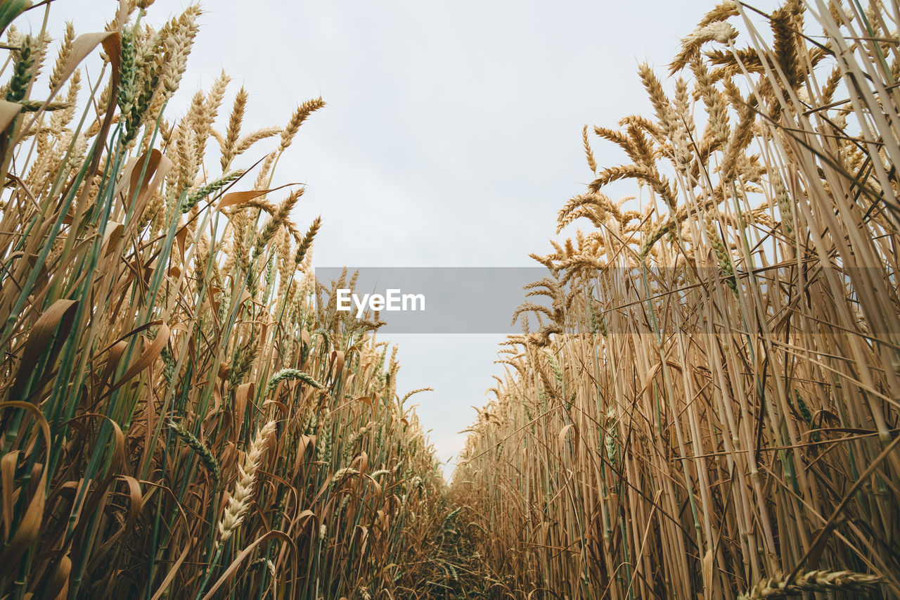 Close-up of stalks in field against sky