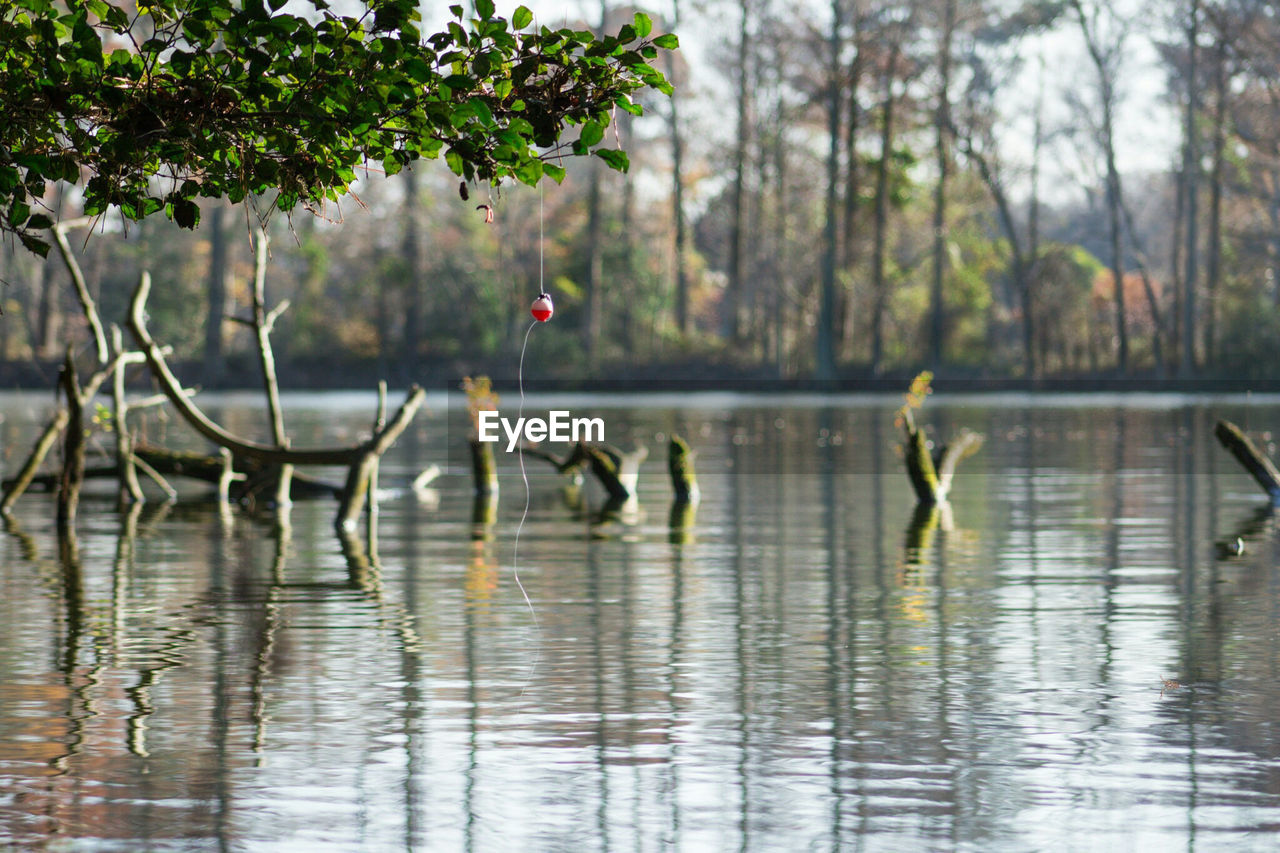 Reflection of trees in water