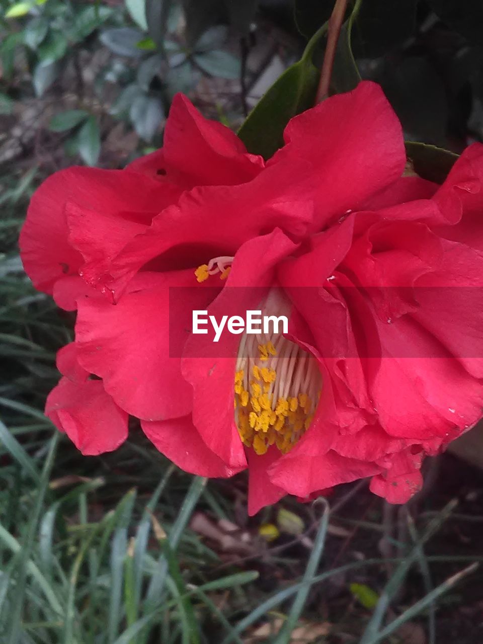 CLOSE-UP OF PINK FLOWERS BLOOMING