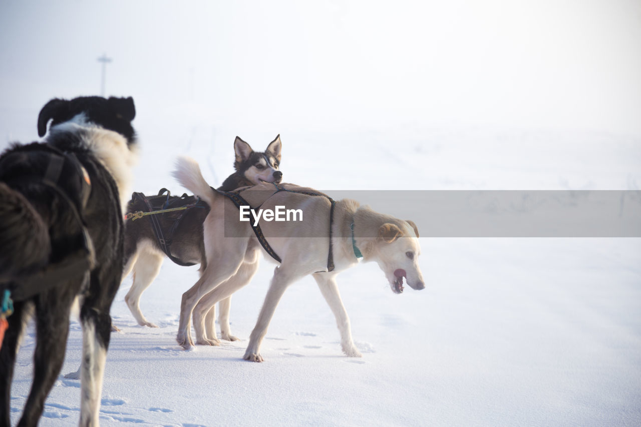 A beautiful husky dog team pulling a sled in beautiful norway morning scenery. 