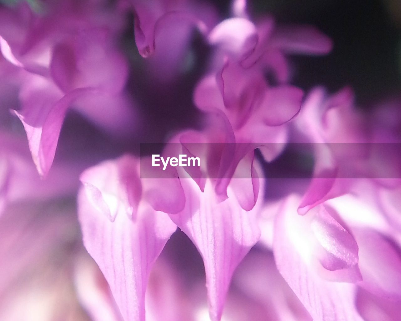 Close-up of pink clover