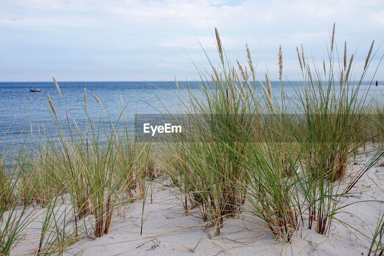 PLANTS GROWING ON BEACH AGAINST SKY