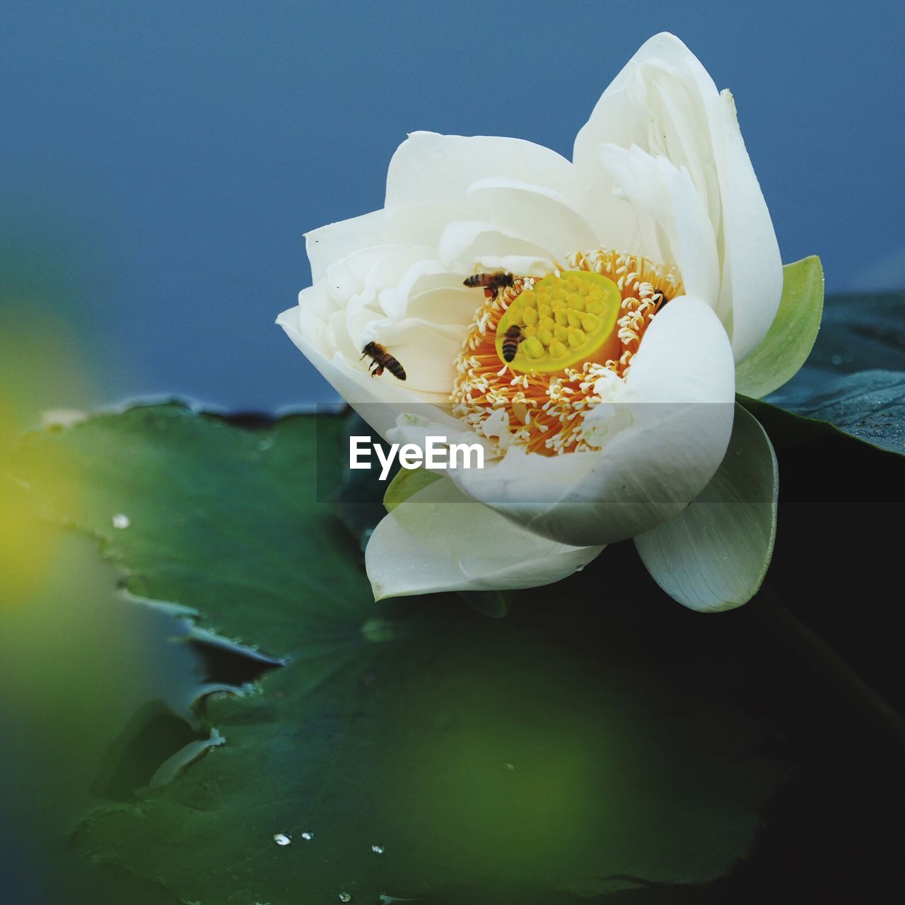 Close-up of white flowers