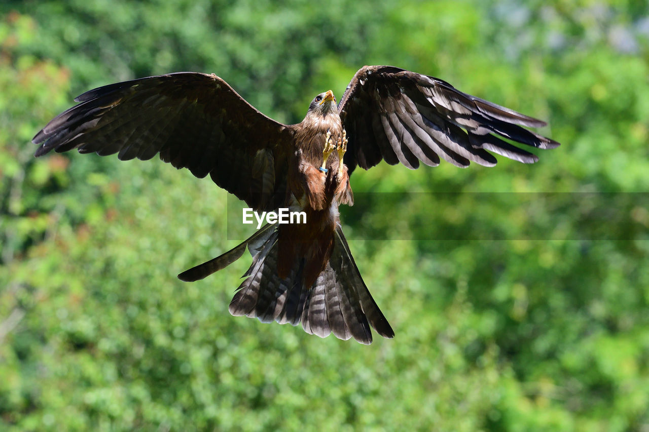 Eagle flying against trees