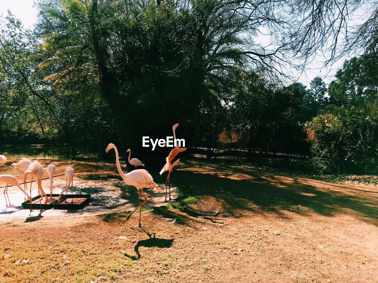 SWANS ON LAKE AGAINST TREES