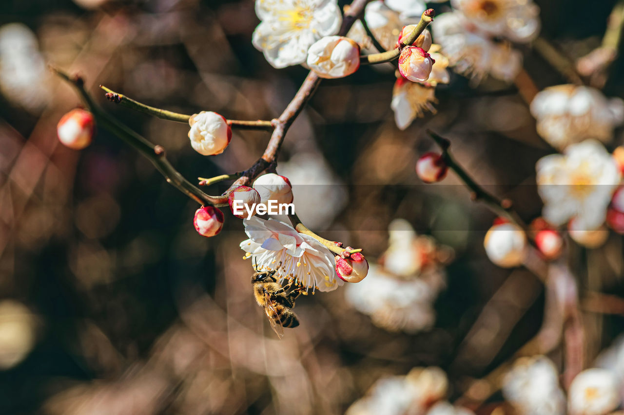 spring, plant, flower, tree, branch, nature, macro photography, beauty in nature, food and drink, freshness, blossom, fruit, leaf, food, no people, close-up, autumn, produce, outdoors, flowering plant, growth, focus on foreground, springtime, twig, selective focus, day, healthy eating, fragility, sunlight, holiday