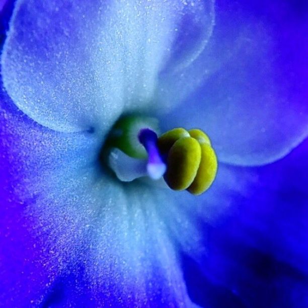 flower, blue, freshness, close-up, beauty in nature, plant, flowering plant, macro photography, purple, fragility, petal, nature, inflorescence, growth, no people, flower head, water, extreme close-up, full frame, backgrounds, macro, pollen, outdoors