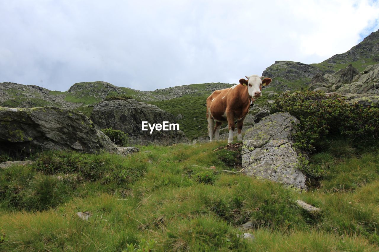 HORSE STANDING ON FIELD AGAINST MOUNTAIN