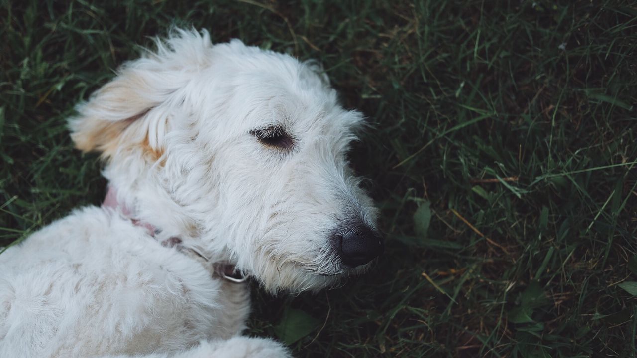 Close-up of dog relaxing on grassy field