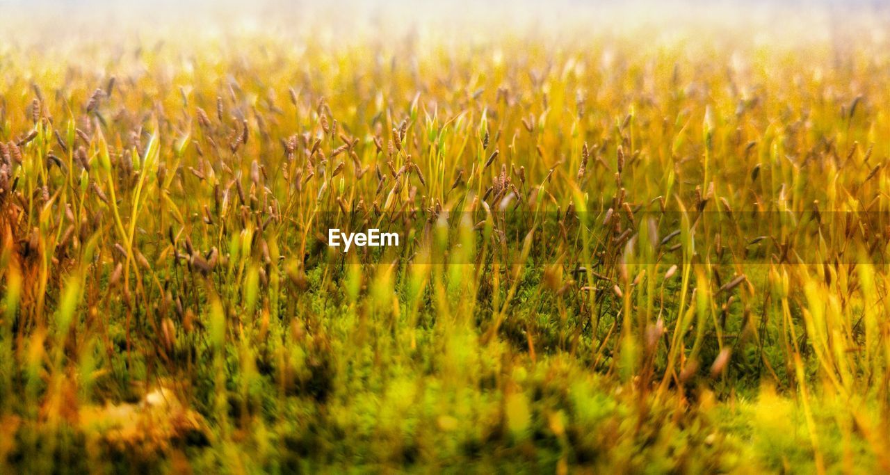 VIEW OF WHEAT FIELD