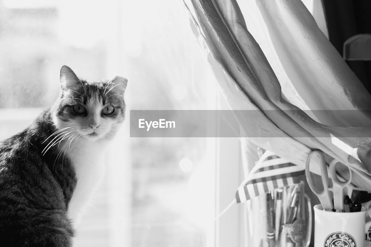 Portrait of cat sitting by glass window at home