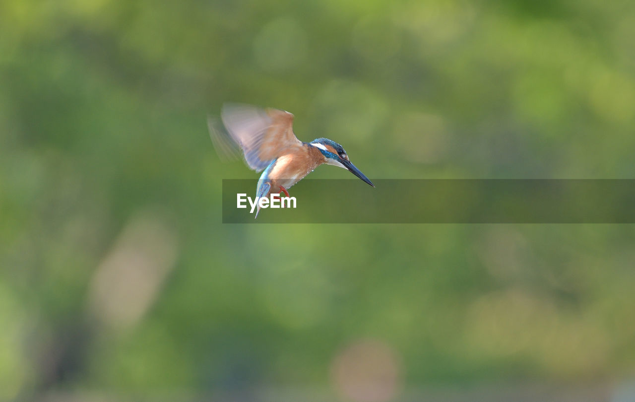 Close-up of bird perching on plant