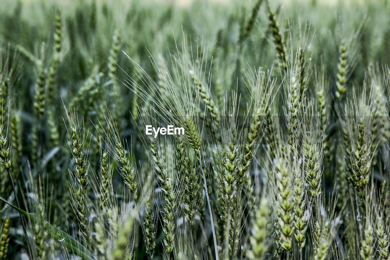 Full frame shot of fresh green wheat plants in field
