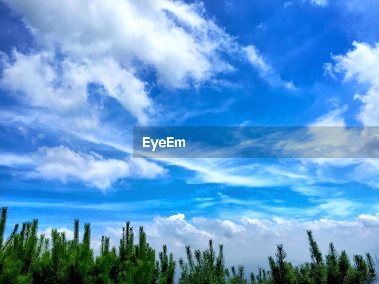 Low angle view of trees against cloudy sky