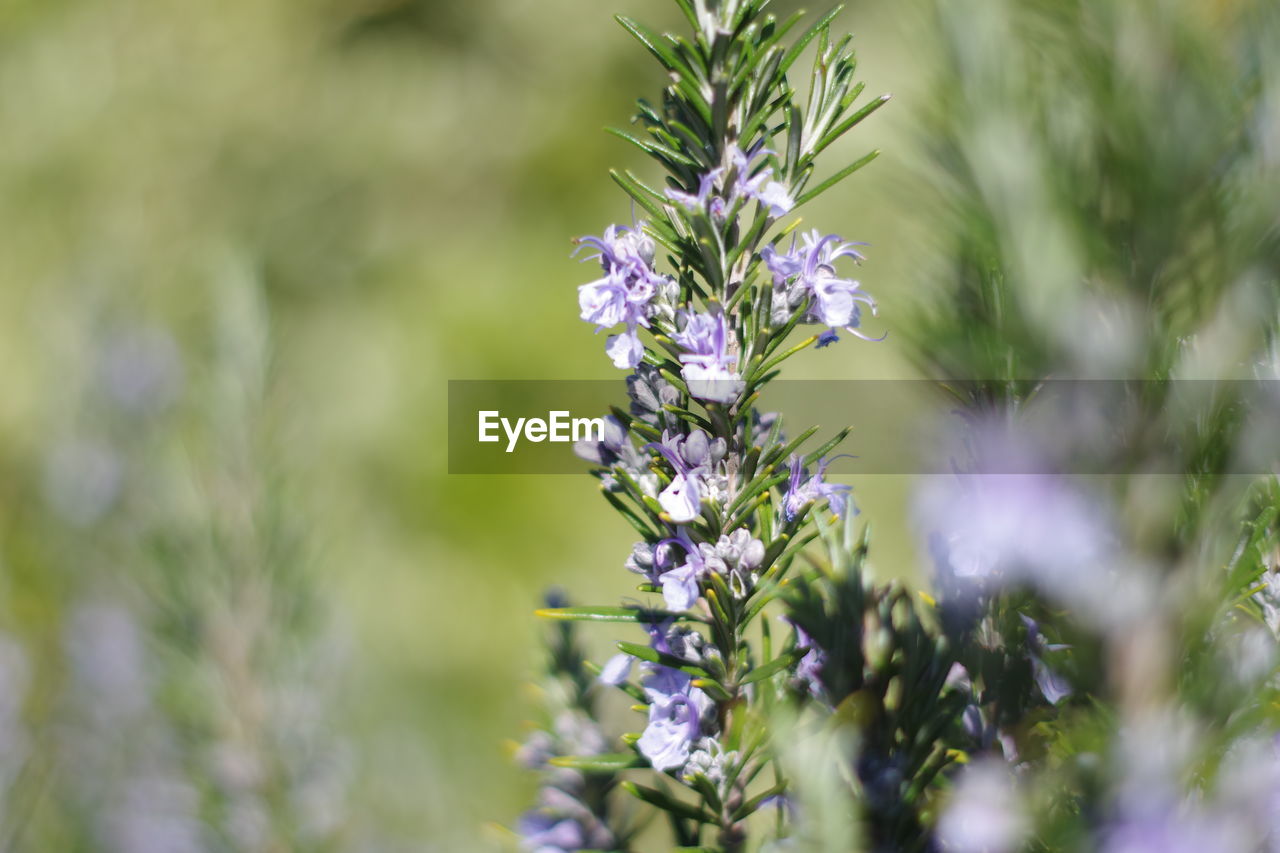 CLOSE-UP OF FLOWERING PLANT AGAINST PURPLE FLOWERS