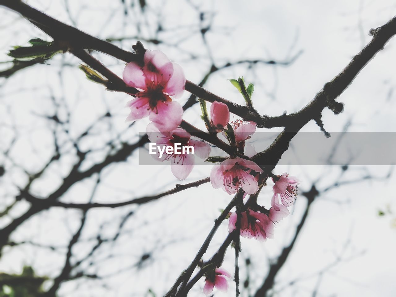 LOW ANGLE VIEW OF PINK BLOSSOMS ON TREE