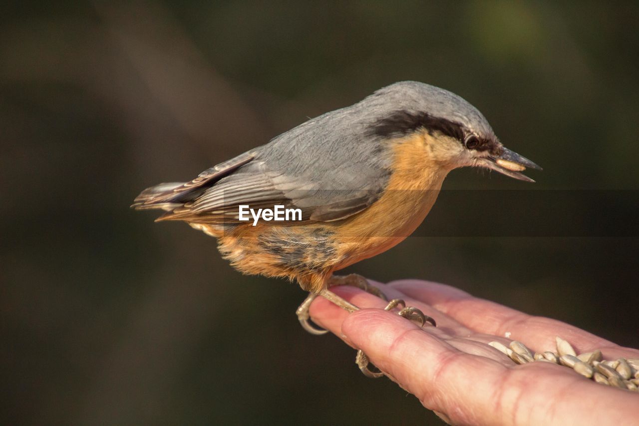 Close-up of hand holding bird