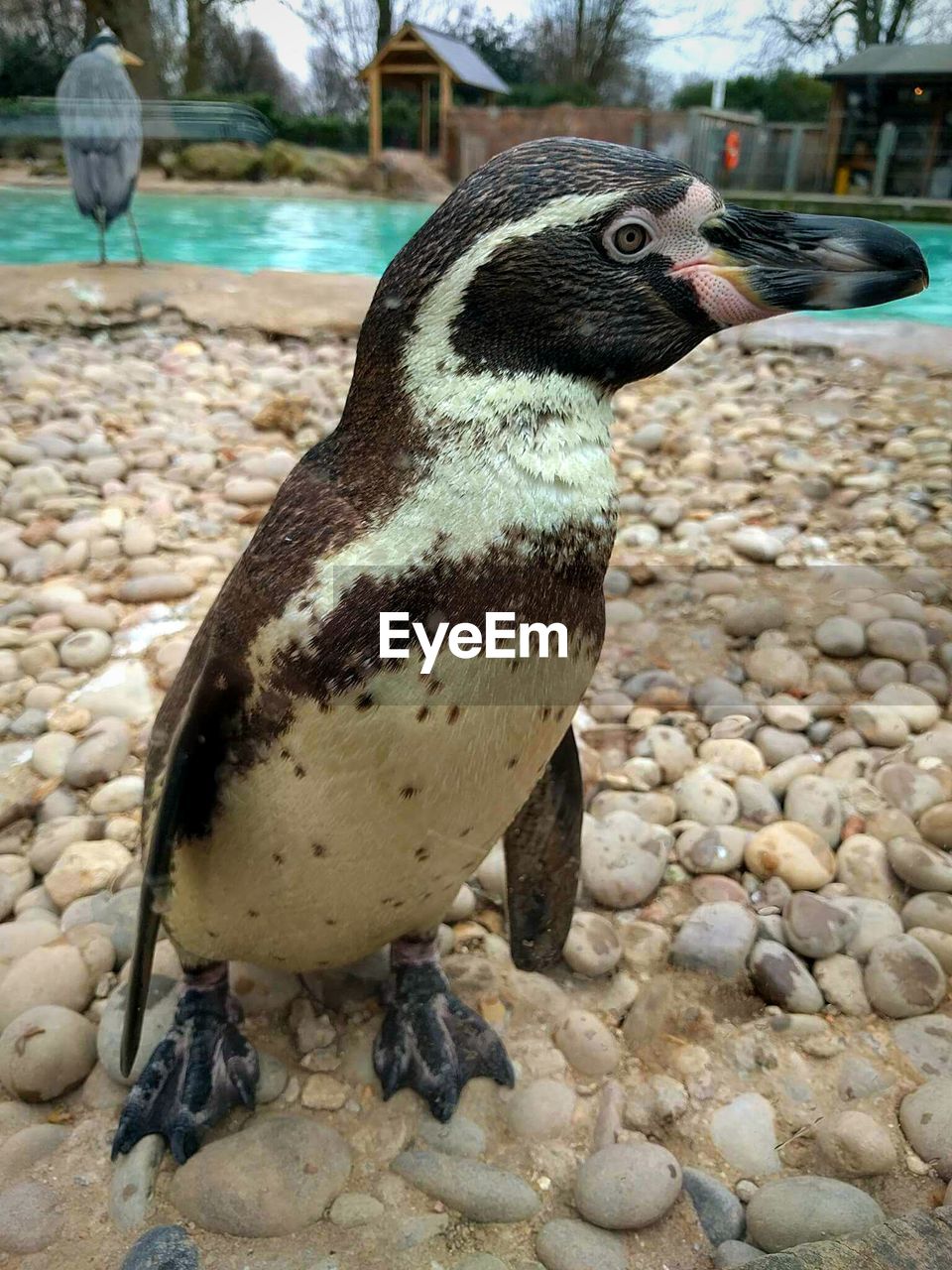 CLOSE-UP OF PENGUINS IN ZOO