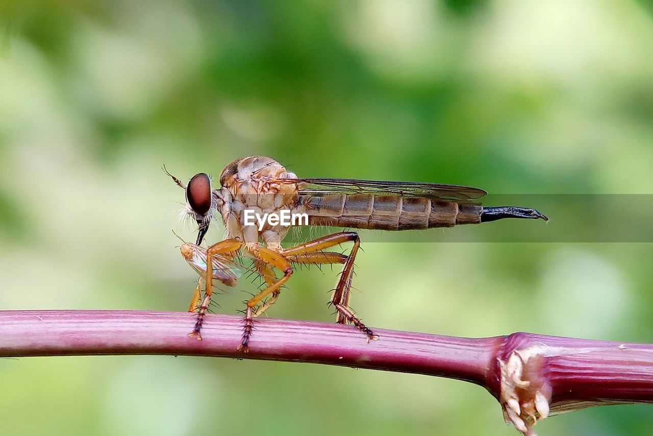 CLOSE-UP OF INSECT ON LEAF