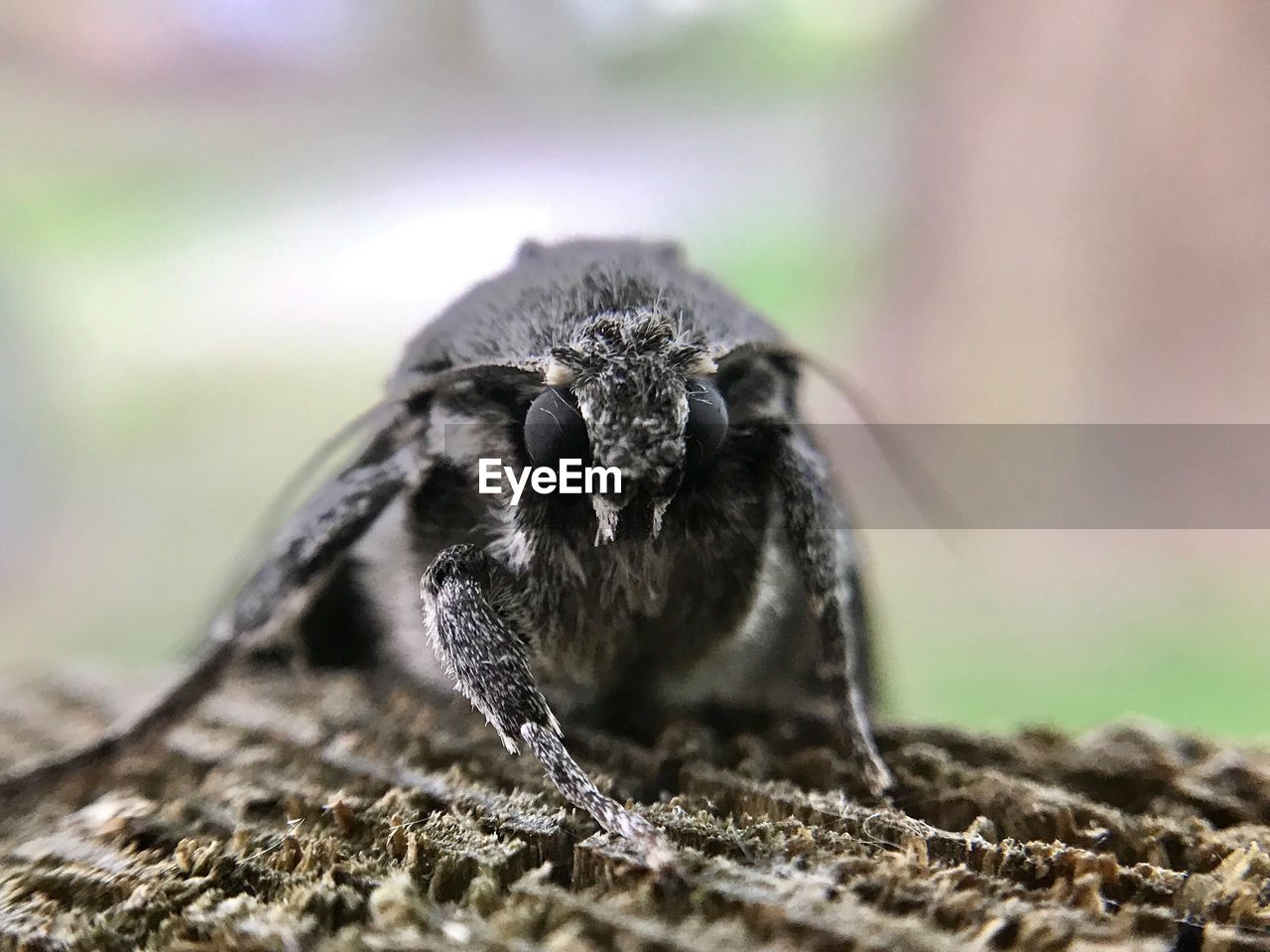 CLOSE-UP OF OWL