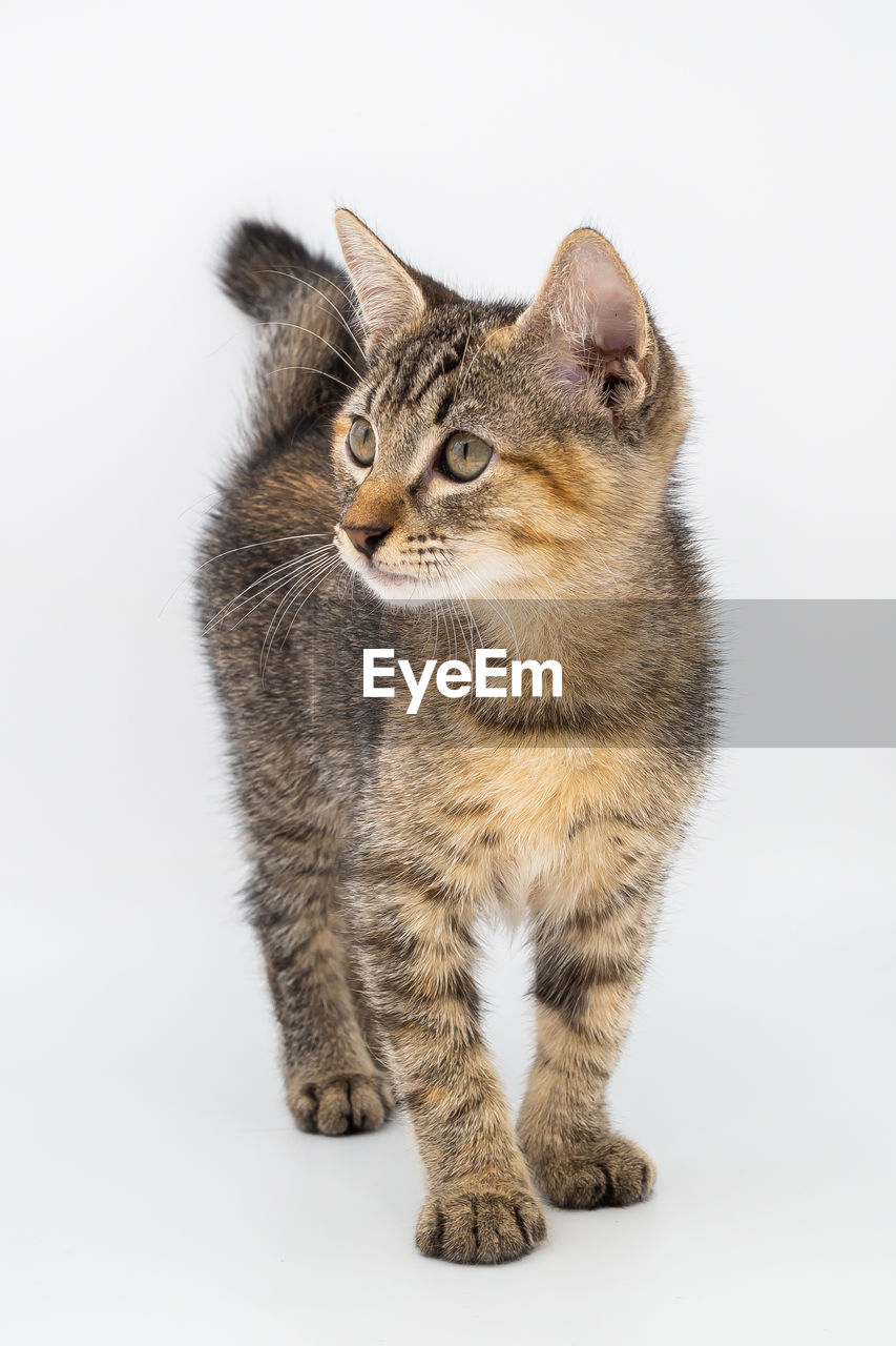 CLOSE-UP OF TABBY CAT AGAINST WHITE BACKGROUND